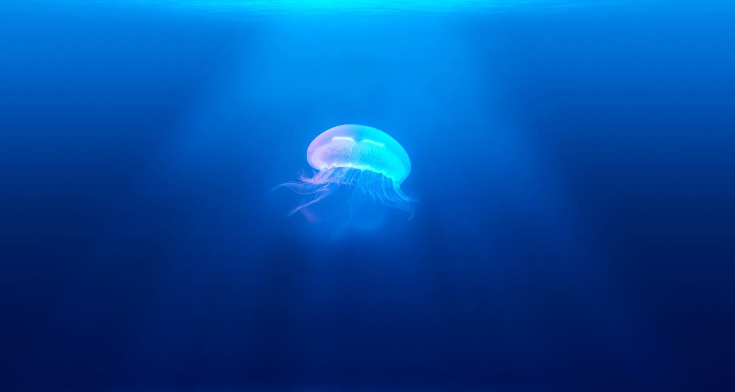 Jellyfish medical findings